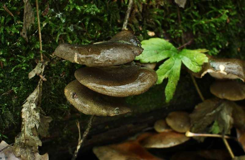 Foto 24 Pařezník pozdní (Sarcomyxa serotina): P, 11.