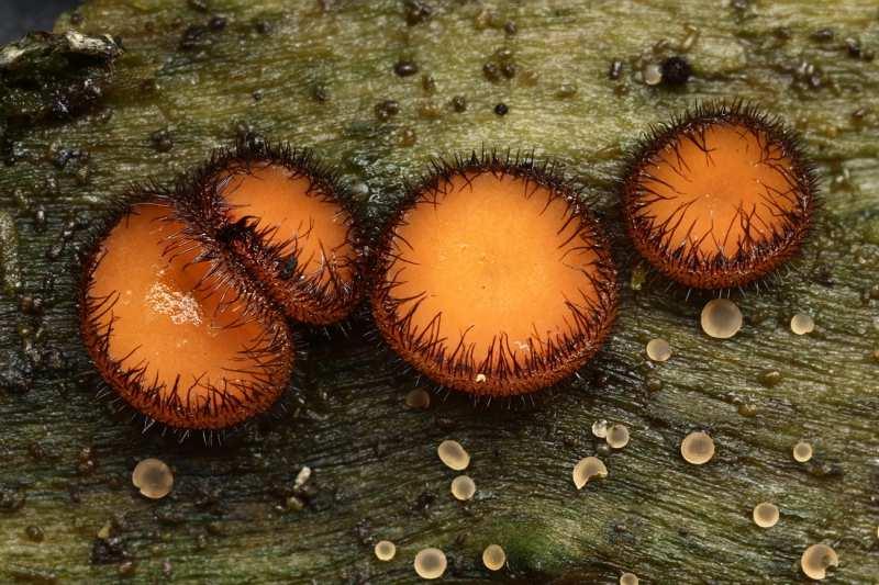 Foto 26 Kosmatka jelení (Scutellinia crinita): B, 2, 18. 2. 2015, na části mrtvého kmenu, částečně ponořeného do vody.