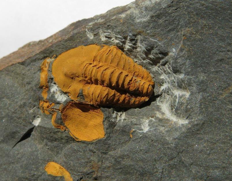 nepřístupný. Památkově hodnotné náměstí se zděnými i roubenými přízemními domky. Původně gotický kostel Nanebevzetí Panny Marie byl zbarokizován v 18. století. Deskový oltář pochází z počátku 17.