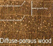 Pro zvýšení mechanické pevnosti dřeva obsahují navíc libriformní vlákna, která tvoří až 76% celkového objemu dřeva.
