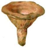 kvasinky bo mnohobuněčné. Mnohobuněčné houby vytvářejí., z něhož někdy vyrůstá.