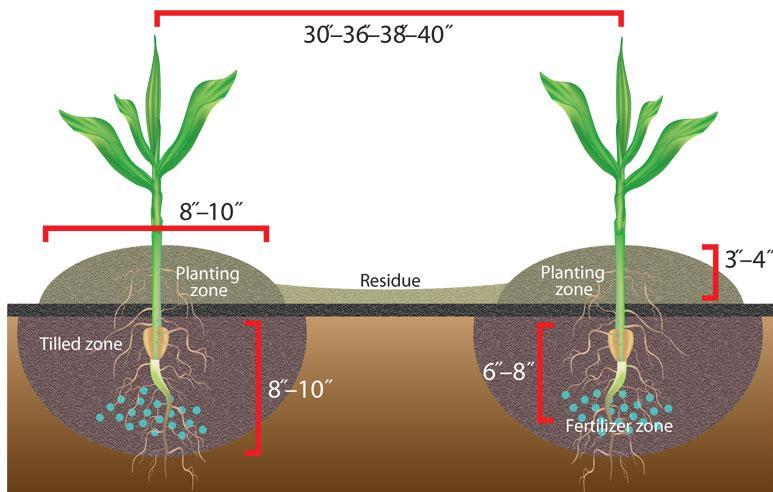 SCHEMA ZALOŽENÍ PÁSŮ Vhodná rozteč (šířka) mezi řádky u CUKROVKY je 45, nebo 50 cm.