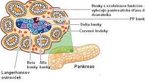 Umožňuje, aby sa glukóza získaná z potravy dostala do vnútra bunky a