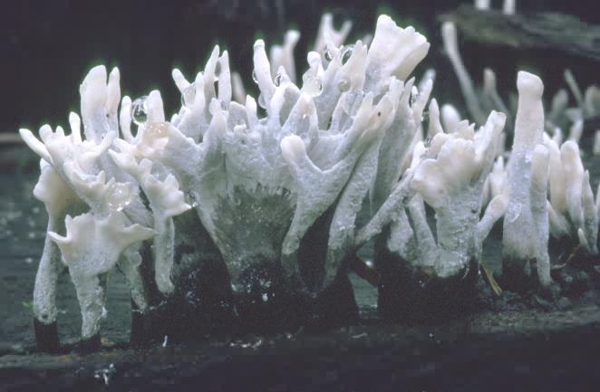 Xylaria hypoxylon