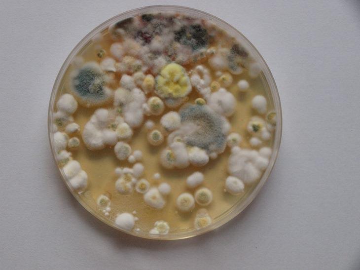 HOUBY V BIODEGRADACI A BIODETERIORACI PALIVO - nejznámější příklad je RŮST Cladosporium resinae V PALIVU DO LETADEL. Mycelium může blokovat palivové filtry.
