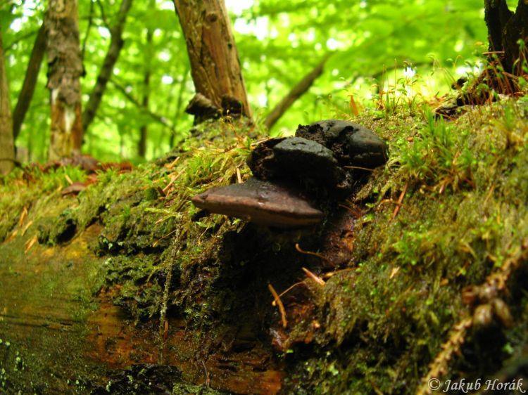 Troudnatec růžový (Fomitopsis rosea) Škodí na smrkovém zabudovaném dřevě ve vyšších horských polohách, ve dřevěných stavbách, kam