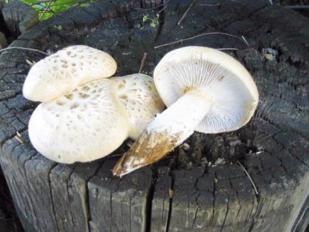 Dřevo jím napadené se rozpadá ve velkých kusech až na prach Houževnatec šupinatý (Lentinus lepideus) Je to houba z čeledi hlívovitých.