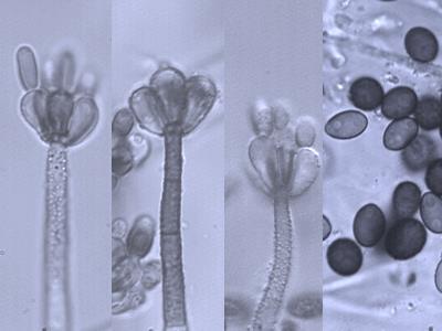 Stachybotrys chartarum -