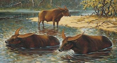 kirchbergensis) - bisona ( Bubalus murrensis) -