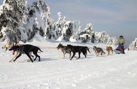 Sport a adrenalin MUSHING jízda se psím spřežením Hradec