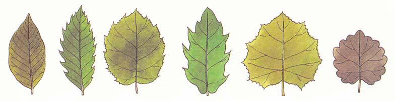 Stromy a keře list č. 21 Nasbírejte v okolí přehrady několik jednoduchých listů stromů a keřů.