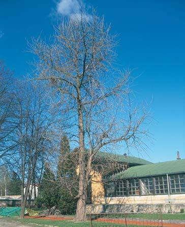 L.) Strom roste v areálu Lannovy