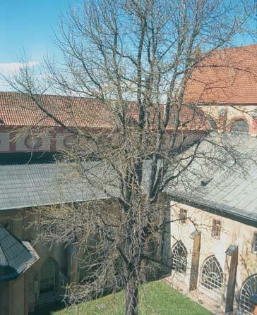 ) Strom roste v rajské zahradě