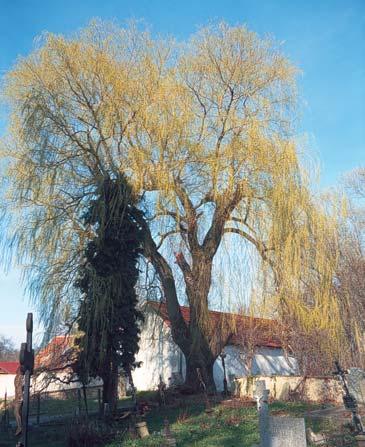 ) Strom roste u zdi hřbitova