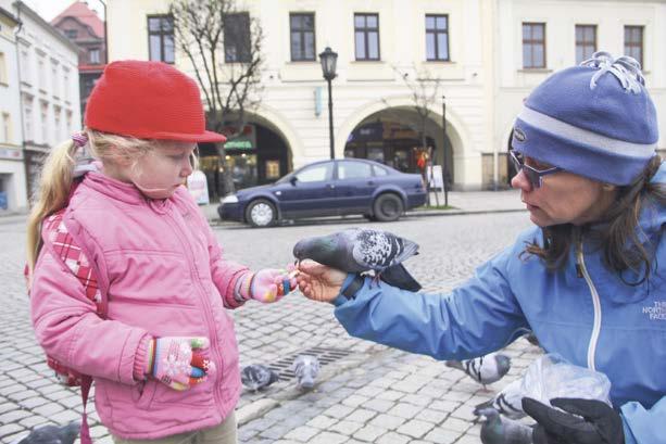 7. LISTOPADU 2017 STRANA 11 Holubi, věčný problém. Rychlá řešení selhávají REGION Lidé se často obrací na města, aby vyřešila problém s holuby.