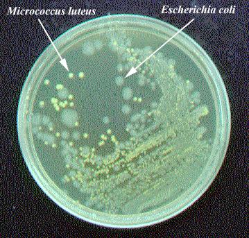 zrychluje Metody měření bakteriálního růstu Rozptyl světla (OD 600 ) Měří živé i mrtvé buňky 10 6 bakterií
