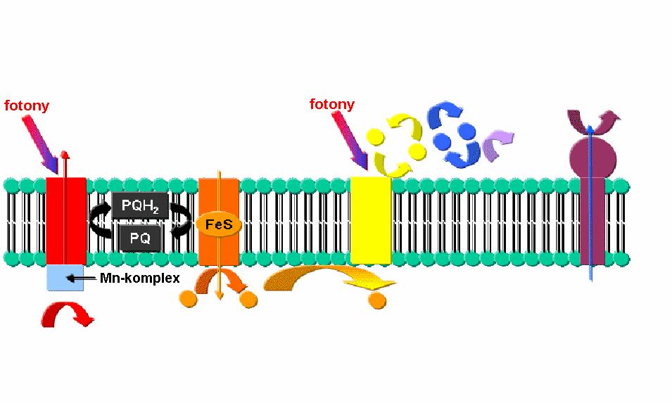 Fotosystémy mobilní přenašeči elektronů: H 2 O, PQH 2, PC stroma-okol okolí tylakoidu ADP+P ATP H + NADPH NADP + membrána
