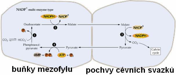 Hatch-Slack Slackův v cyklus - CO 2 se váže v e na fosfoenolpyruvát -