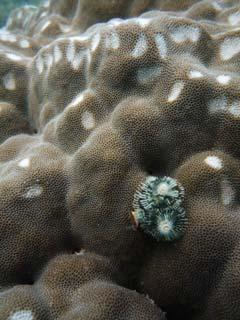 EUKARYOTA: skupina oddělení ALGAE (řasy)