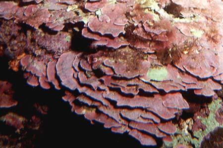 Lithophyllum spp.