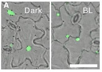 Mechanizmy pohybu chloroplastů vlivem re-orientace myosinu a actinu však nejsou dosud známy.