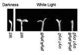 Zeitlupe (ZTL) 14 Skupina ZTL/FKF1/LKP2 fotoreceptorů s proteinovým motivem kelch Analýza quadruple mutanta phyaphybcry1cry2 = fenotyp rostlin rostoucích ve tmě ALE transkripční analýza ukázala