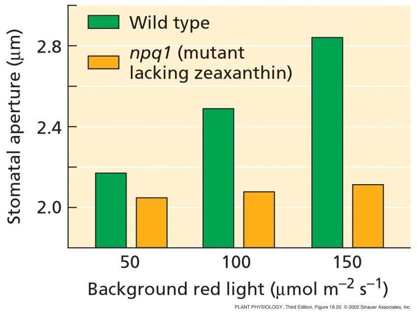 17 - obsah zeaxantinu ve svěracích buňkách odpovídá velikosti stomatální apertury - citlivost svěracích buněk k modrému světlu se zvyšuje s koncentrací zeaxantinu - otevírání stomat indukované modrým