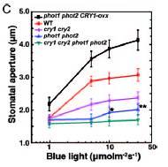 Do procesu otevírání stomat jsou zapojeny kromě zeaxantinu a fototropinů i kryptochromy a COP1 Otevírání stomat indukované modrým světlem: WT > cry1 = cry2 > cry1cry2 19 WT < CRY1-ovx = CRY2-ovx