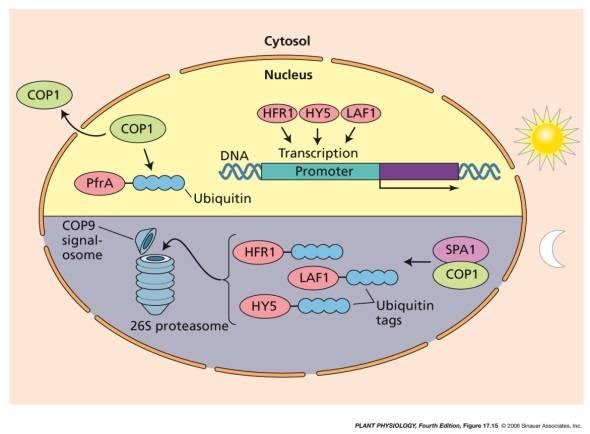 c) Přenos signálu 22 Signální dráhy zapojující kryptochromy CRY1 a CRY2 homologní s fotolyázou, ale fotolyázová aktivita chybí Navržen jiný mechanismus přenosu signálu Fosforylace - defosforylace
