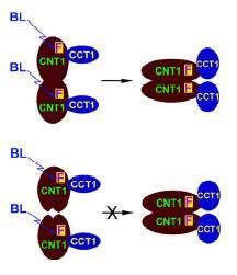 24 Modré světlo WT CRY2 PHR CCT2 PHR CCT2 Neaktivní Aktivní Mutace v CNT1 N-terminální doména PHR (CNT1) je nutná k homodimerizaci kryptochromu.