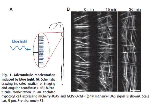 29 BL Modré světlo prostřednictvím fotoreceptorů PHOT1 a PHOT2 stimuluje vznik nově orientovaných mikrotubulů.