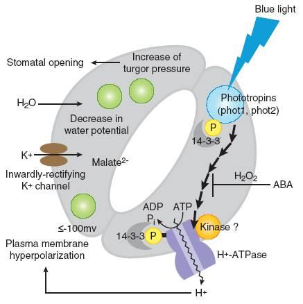 Otevírání stomat prostřednictvím fototropinů PHOT1 a PHOT2 30 Modré světlo Aniontové kanály PHOT1, PHOT2 Aniontové kanály H + -ATPáza Hyperpolarizace K + - kanály H + -ATPáza: C- terminální konec má
