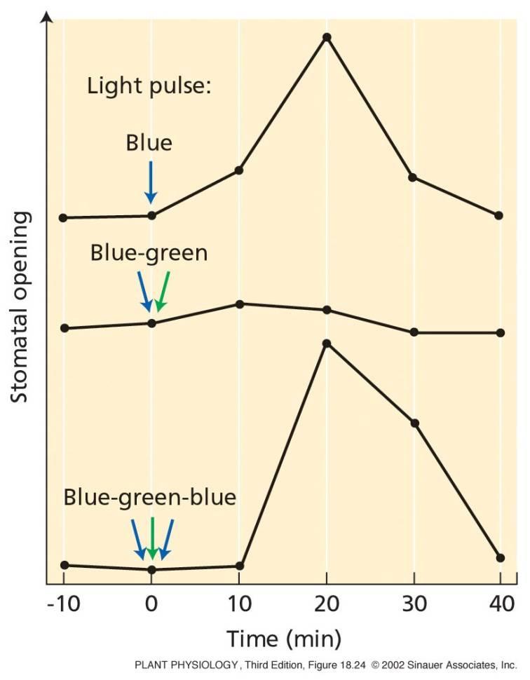 Reverzibilita otevírání stomat 33 Akční spektra modrého (otevírání stomat) a zeleného (zavírání stomat) světla jsou posunuta o 90 nm Tento posun je způsoben izomerizací zeaxantinu Modré světlo Zelené