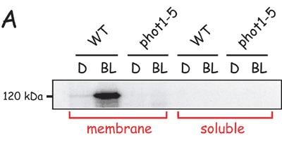 7 Fototropiny (phototropins) Arabidopsis mutant nph1 (nonphototropic hypocotyl1) geneticky nezávislý na cry1 nph1 normálně inhibován modrým světlem; nereaguje fototropicky k modrému