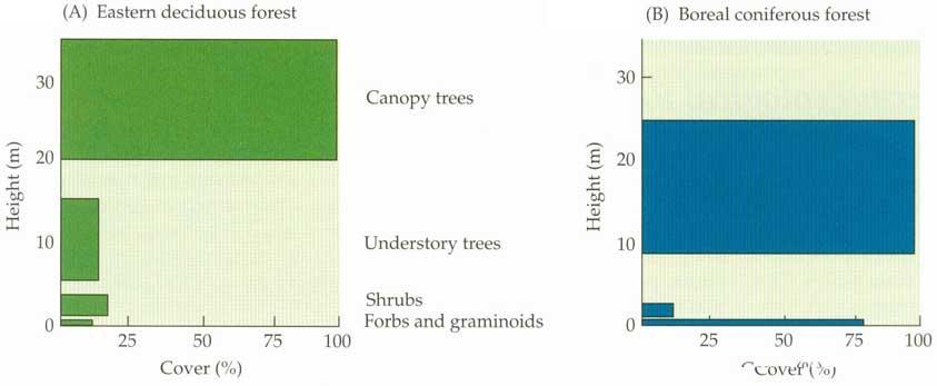 stromové, keřové, bylinné, mechové patro (E étage) gradient světla