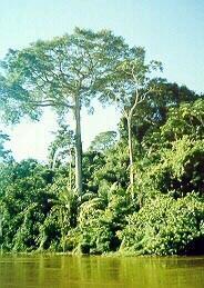 Vegetační formace a životní formy Lesní formace tropický