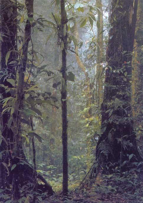 Tropický deštný les Asezónní, humidní a