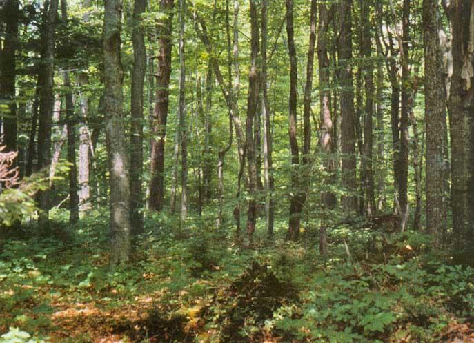 Temperátní opadavý les Čtvero ročních období, výrazné sezónní