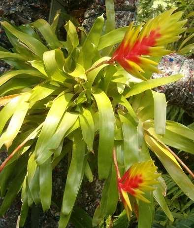 Vriesea carinata https://upload.wikimedia.