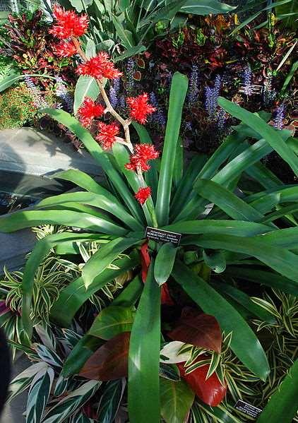 Hohenbergia stellata https://upload.