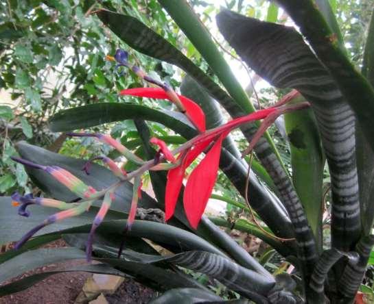 Billbergia porteana https://upload.wikimedia.