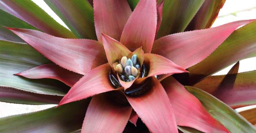 Nidularium procerum https://upload.wikimedia.