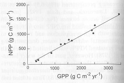 Čistá primární produkce (NPP) NPP = GPP respirace rostlin (g m -2 rok -1 ) Přímá závislost mezi