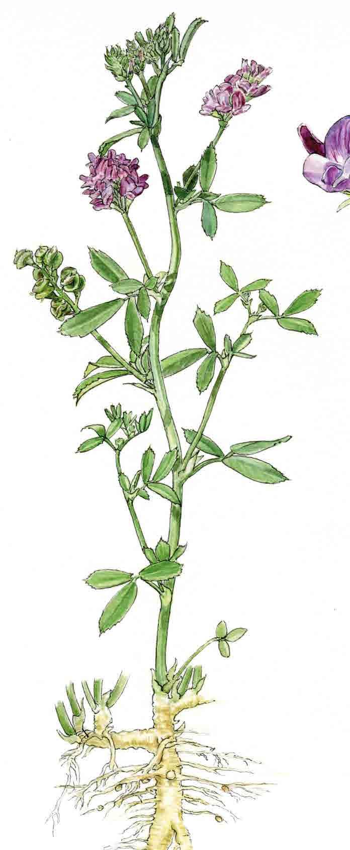 tabule k Lucerna má hrubé kolovité korene, ktoré môžu siahať až do slimákovité struky (plody) lístok