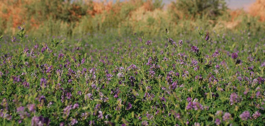 Lucernové pole tabule tematického chodníka doplňujúce