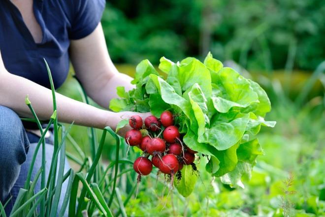 2010 věnuje se pěstování zeleniny pro bedýnkový prodej, účast na farmářských dnech dříve velký podíl ruční práce z