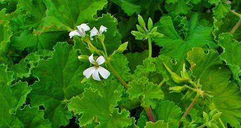 Muškát citrónový Pelargonium odoratissimum Príjemná vôňa rastliny nie je pre komáre toxická ale odpudzuje ich, a preto sa jej vyhýbajú.