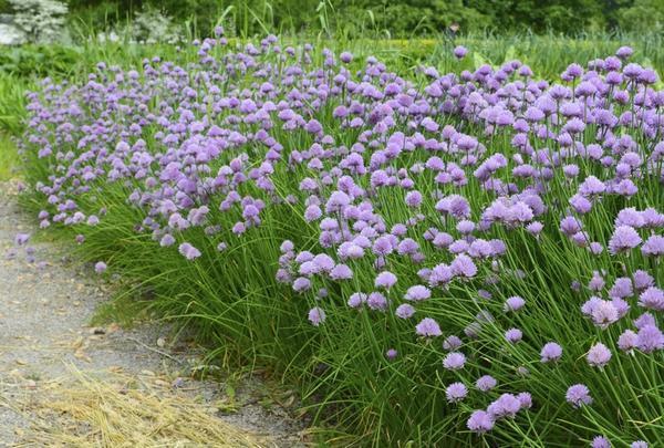 a Fenikel obyčajný Foeniculum vulgare pod