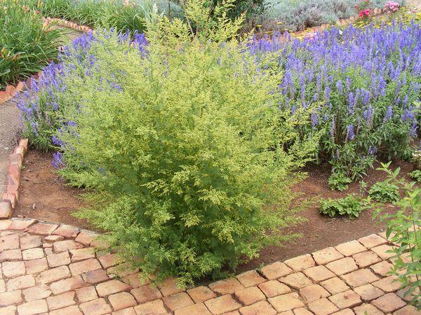 Palina ročná Artemisia annua Odpudzuje zo