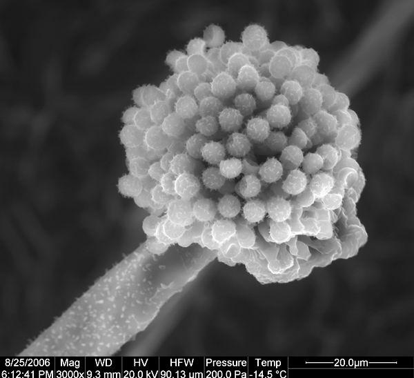 Aspergillus caelatus mikroznaky, CCF 3087